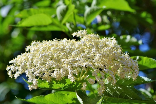 Wild elder sambucus - wild,