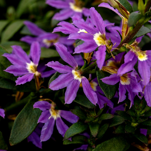 Purple fan flowers for hanging - for,