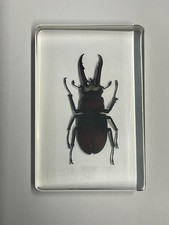 REAL Insect in clear resin