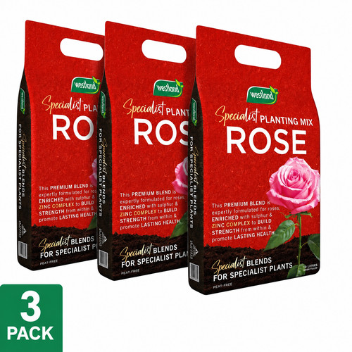 Westland rose specialist - rose,