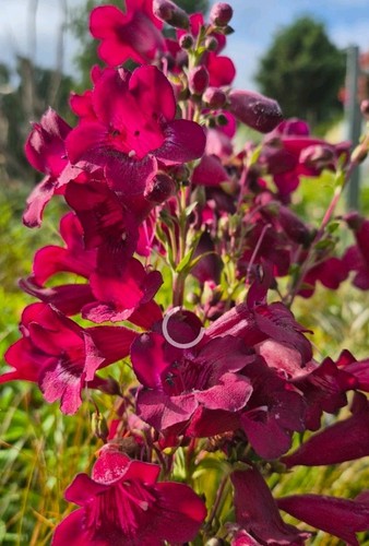 Penstemon raven hardy - raven,