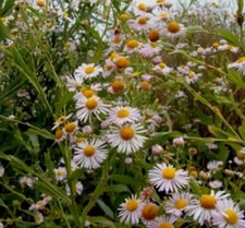 Boltonia decurrens - 9cm