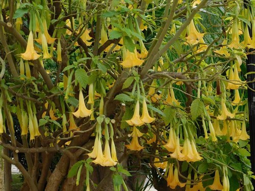 Angel trumpet brugmansia - angel,