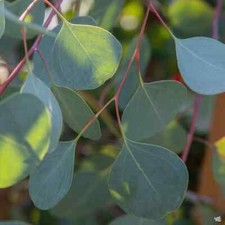 Eucalyptus Tree cinerea 'Silver Dollar' XXL 3L Plants Delivered to your door