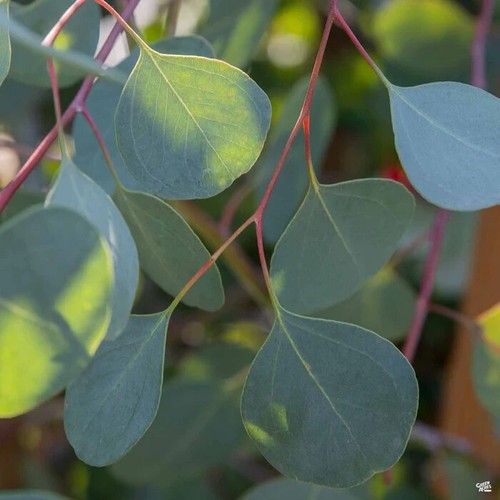 Eucalyptus tree cinerea - tree,
