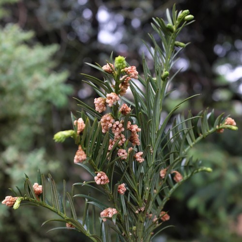 Plum yew cowtail - plum,