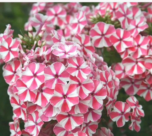 Phlox paniculata peppermint - phlox,