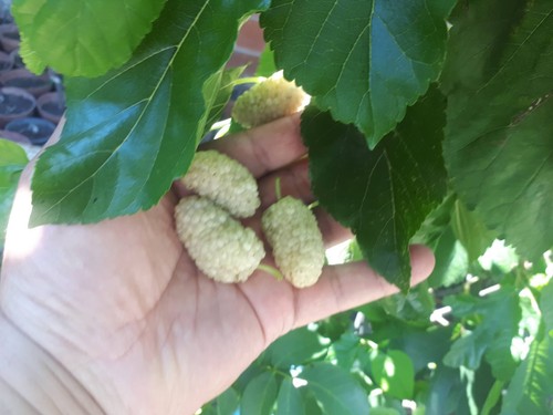 White mulberry live plant - mulberry,