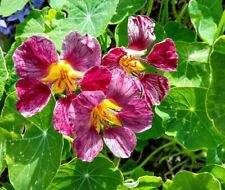 NASTURTIUM PURPLE EMPEROR - Tropaeolum majus 5+ Seeds EDIBLE FLOWERS Ed 096