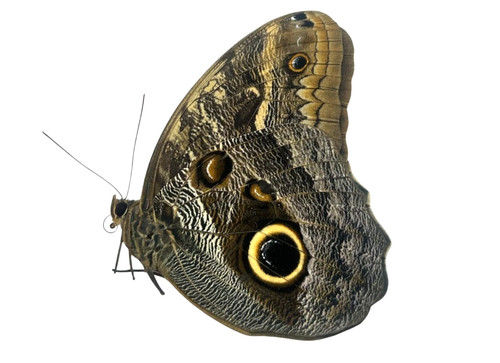Caligo memnon telamonius