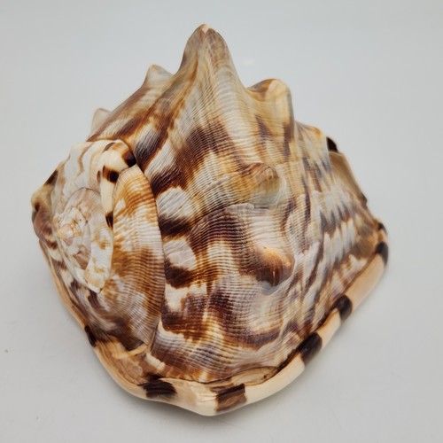 King helmet conch shell - king,