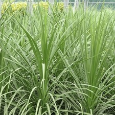 Cordyline australis - Cabbage Palm 80 - 100cm Exc. Pot- Plant in 2 L Pot