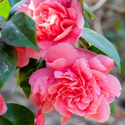 Camellia japonica triumphans - camellia, 'triumphans'