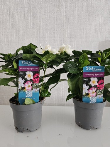 Gardenia crown jewel in - 2, x