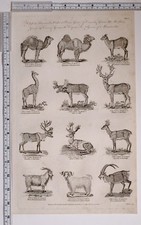 1795 ORIGINAL PRINT MAMMALIA BACTRIAN CAMEL RED DEER ELK FALLOW DEER GOAT ANGORA