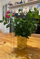 Stick Insect Food Leaf Insect Silk Moth Fresh Privet cuttings 40 stems🐛 🍃  🦋 