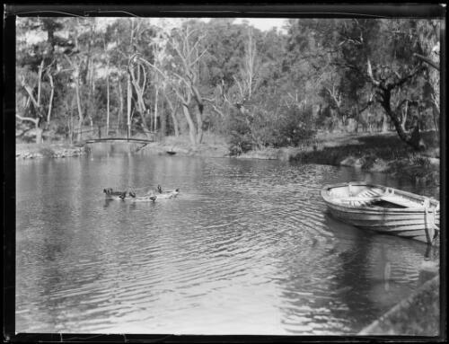 Ducks swimming bush - swimming, river