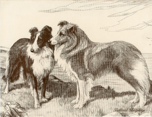 Shetland sheepdog sheltie - sheepdog,