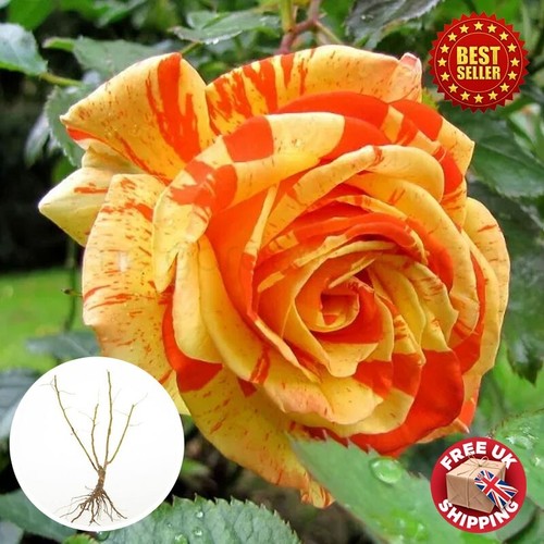 Papagena orange lemon rose - orange,