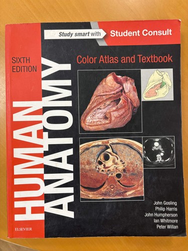 Human anatomy color - anatomy:, and