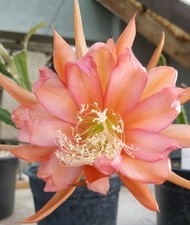 Epiphyllum Hybrid Plant
