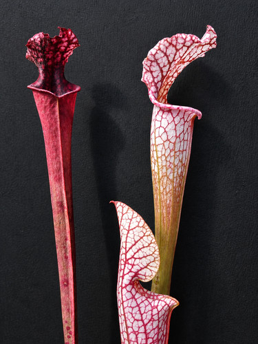 Sarracenia l57 burgundy l131 - x,