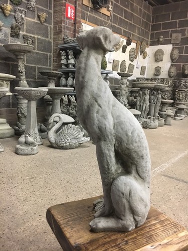 Greyhounds whippet dogs - greyhounds,