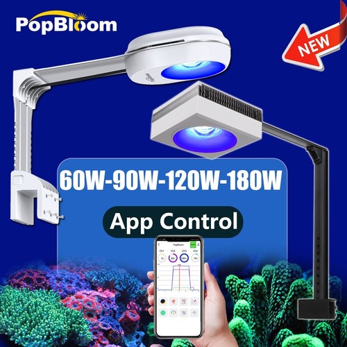 Popbloom aquarium fish - popbloom,
