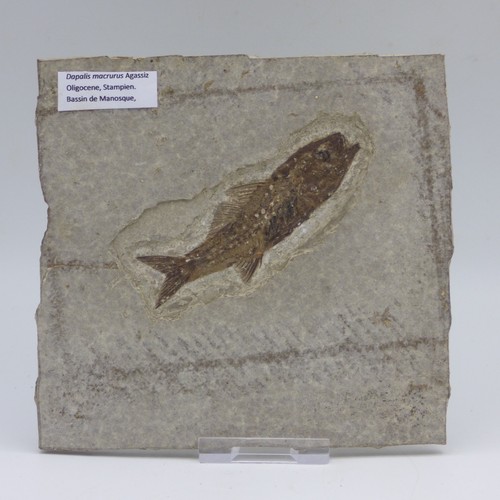 Fossil fish dapilis macrurus - fish,