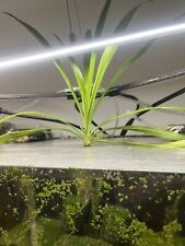 1 x Rooted Spider Plant