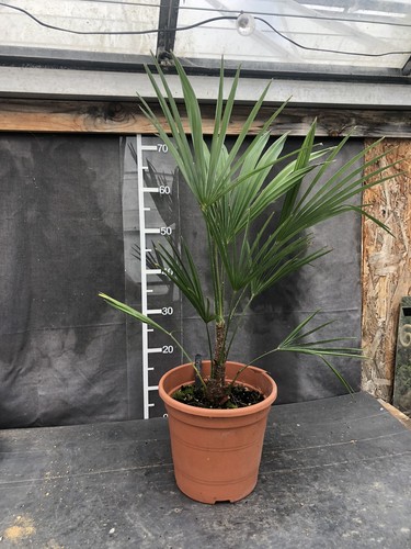 Trachycarpus kinla - sp, ‘kinla