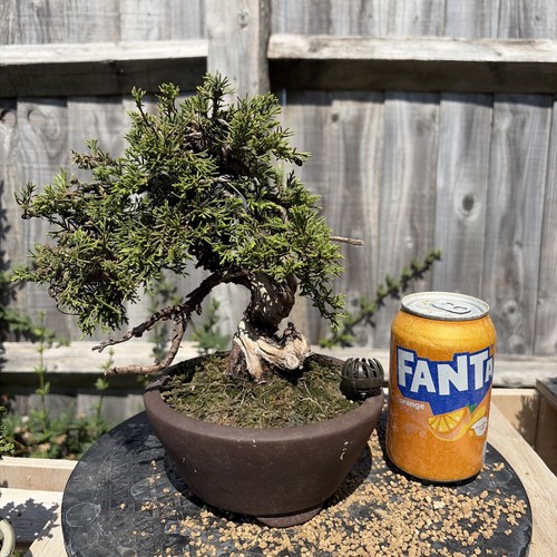 Itoigawa juniper bonsai - juniper, tree