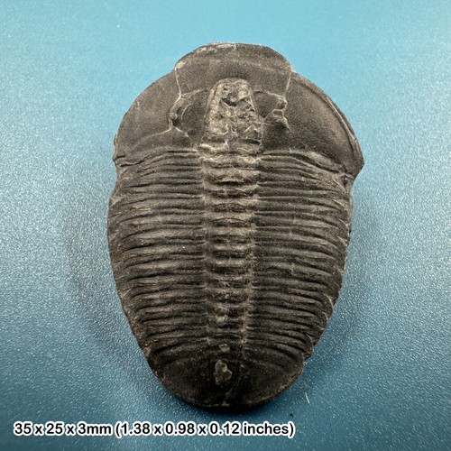 Elrathia kingi trilobite - kingi,