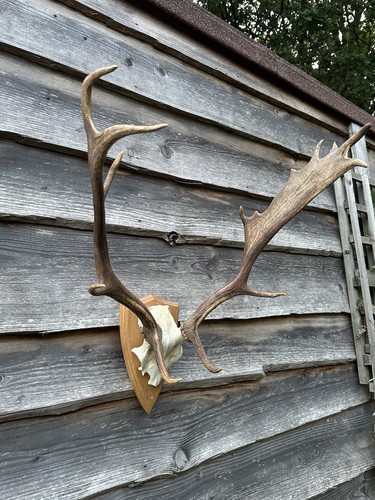 Vintage fallow buck - deer, skull