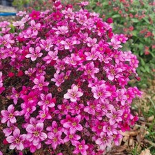 Saxifraga fleece plug plants