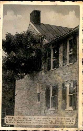 Catalpa tree south - on,
