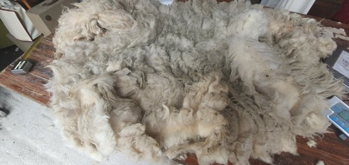 Ave staple raw sheep - 5",