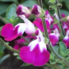 6  Salvia Cherry  Lips  Hardy  Perennial  Alpine  Plug plants
