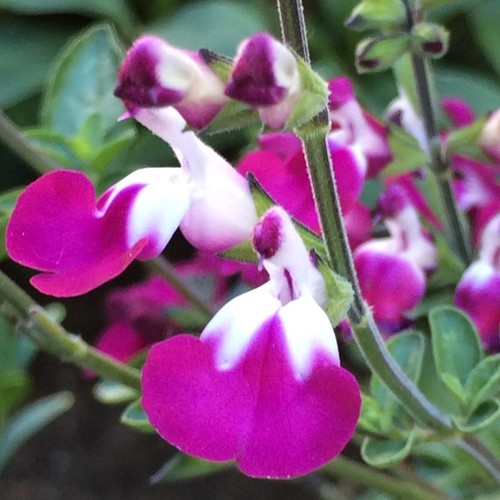 Salvia cherry lips hardy - ,