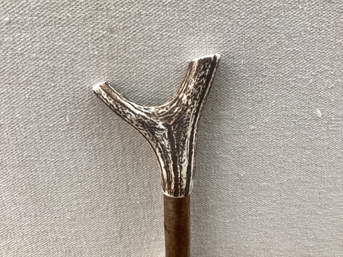 Red deer antler walking hazel - deer,