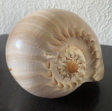 Extra Large polished MELON