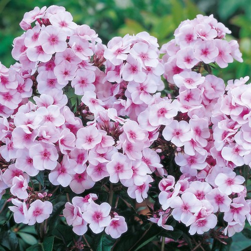 Garden phlox bright eyes - phlox,