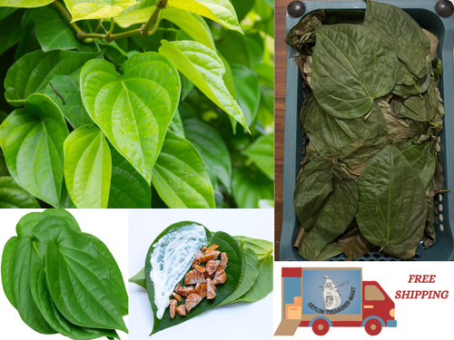 Betel leaves organic dried - organic,