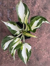 Hosta 'FIRE & ICE' Medium Hosta at maturity.  Single Bare root plant x 20 cm