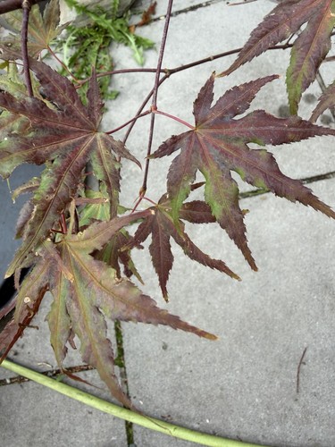 Acer palmatum aka shigitatsu - acer,