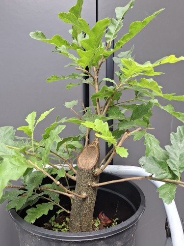 Yamadori oak bonsai tree - yamadori,