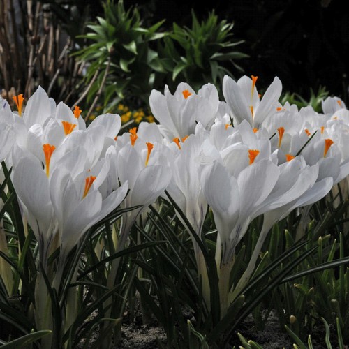 White beautiful crocus - beautiful,