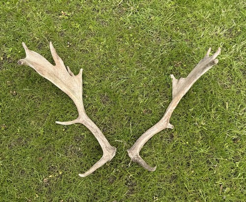 Pair fallow antlers - of,