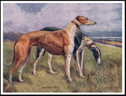 Greyhound dogs lovely dog - greyhound,