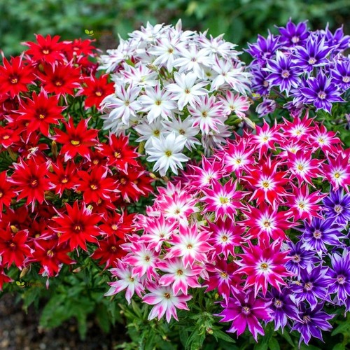 Plant pot phlox twinkle - plant,